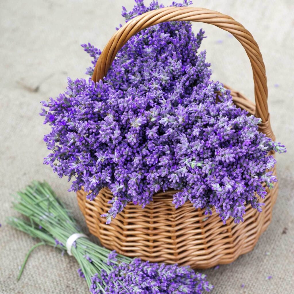 Korb mit lila Blumen Korb mit lila Blumen