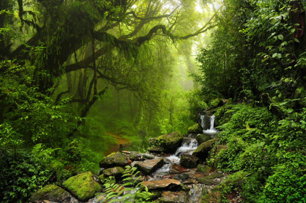 Bachlauf durch einen Wald Bachlauf durch einen Wald