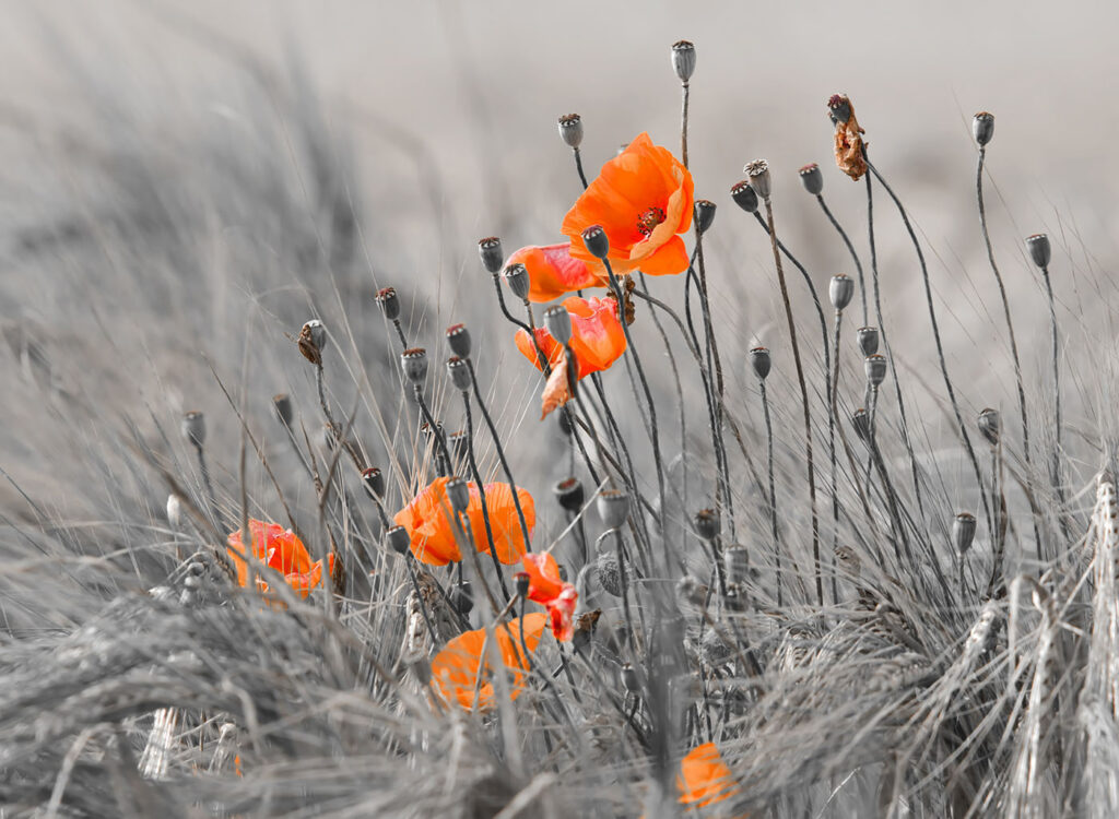 Orangefarbene Blumen auf einem Feld Orangefarbene Blumen auf einem Feld
