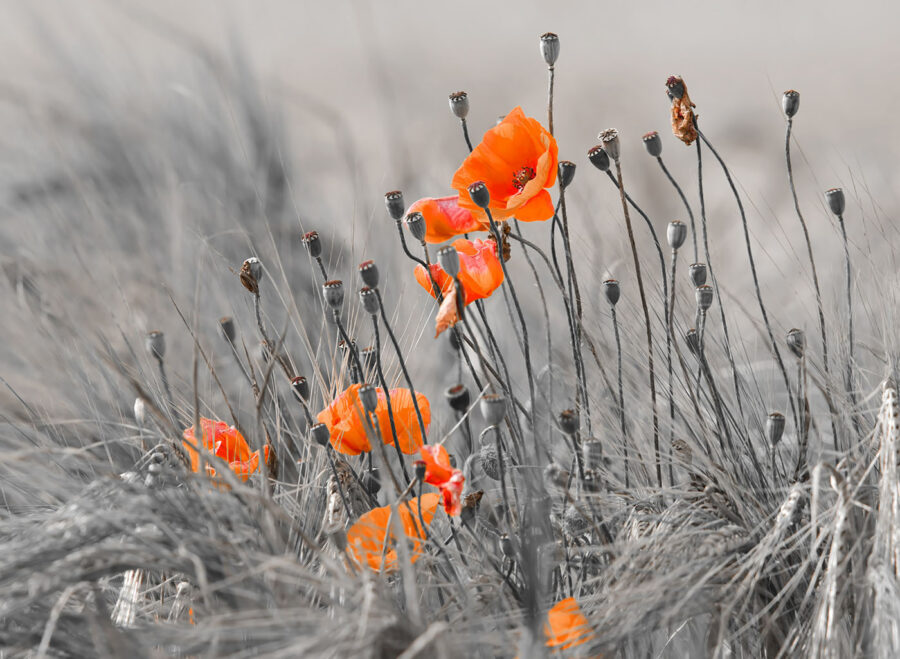 Orangefarbene Blumen auf einem Feld Orangefarbene Blumen auf einem Feld