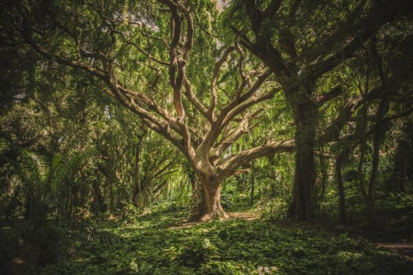 Großer Baum in einem Wald Großer Baum in einem Wald
