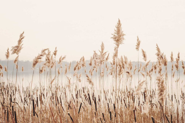 Hohes Gras mit einem Gewässer im Hintergrund Hohes Gras mit einem Gewässer im Hintergrund