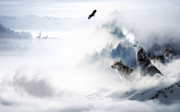 Wolfsgeheul im Schnee Wolfsgeheul im Schnee