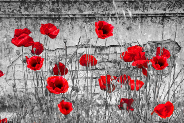 Rote Blumen auf einem Feld Rote Blumen auf einem Feld