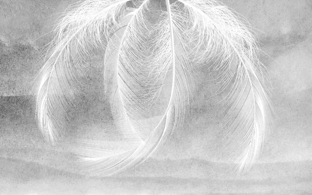Zarte Federn in weichem Licht Zarte Federn in weichem Licht