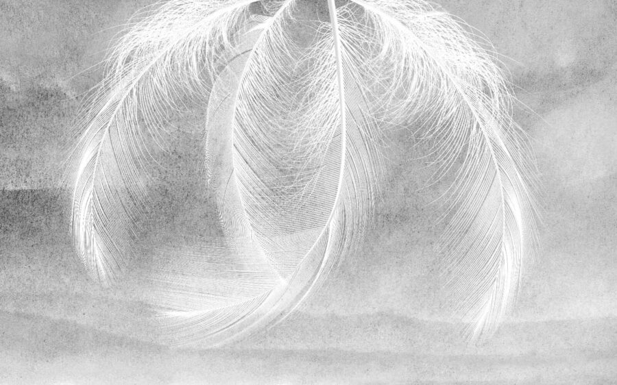Zarte Federn in weichem Licht Zarte Federn in weichem Licht