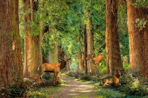 Gruppe von Hirschen in einem Wald Gruppe von Hirschen in einem Wald