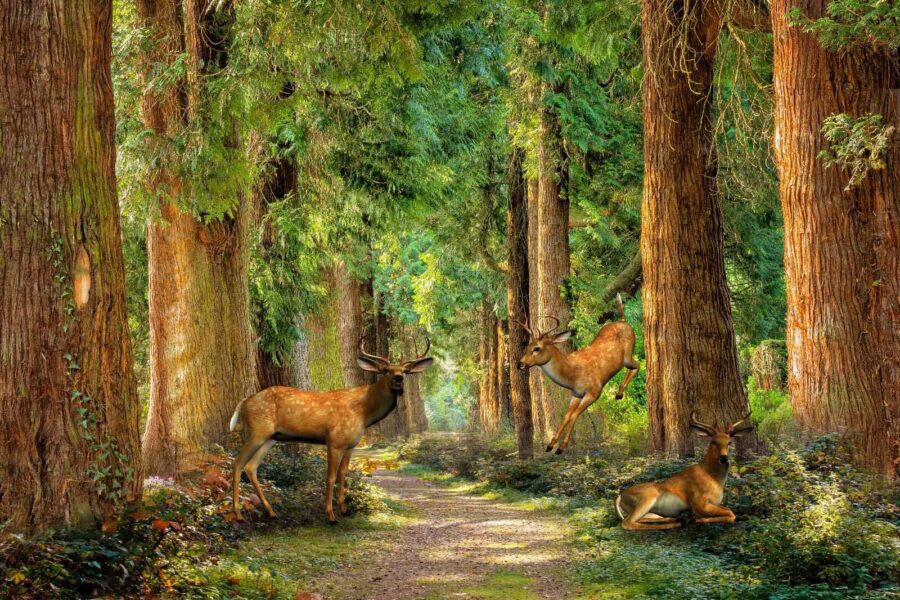 Gruppe von Hirschen in einem Wald Gruppe von Hirschen in einem Wald