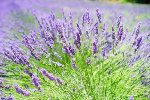 Lebendiges Lavendelfeld in voller Blüte Lebendiges Lavendelfeld in voller Blüte