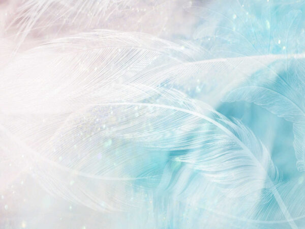 Delicate feathers in soft hues Delicate feathers in soft hues