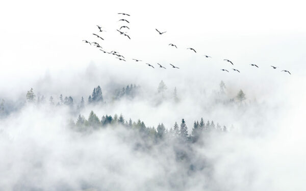 Vögel fliegen am Himmel Vögel fliegen am Himmel