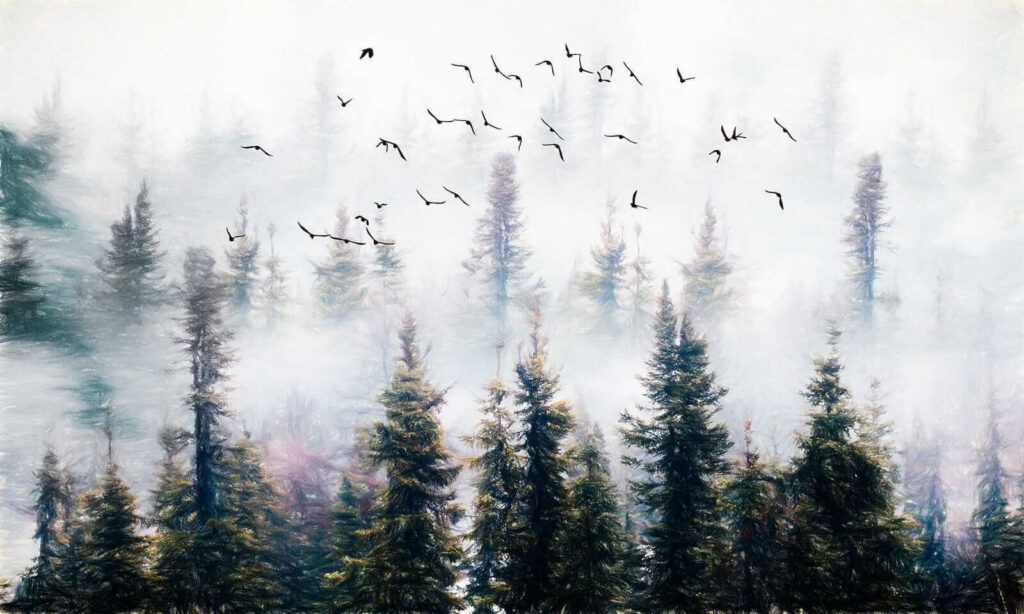 Birds flying in the sky over trees Birds flying in the sky over trees
