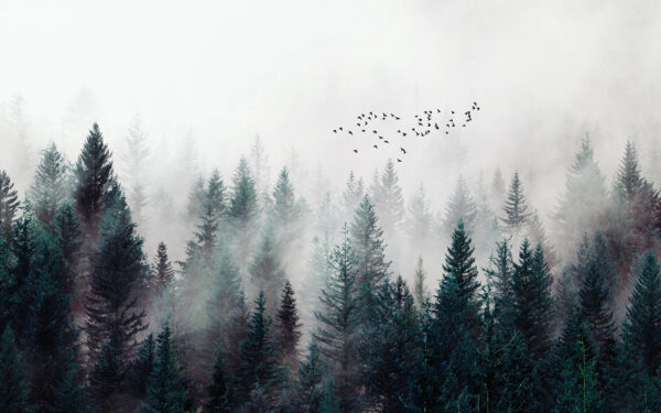 Eine Gruppe von Vögeln fliegt über einen Wald Eine Gruppe von Vögeln fliegt über einen Wald