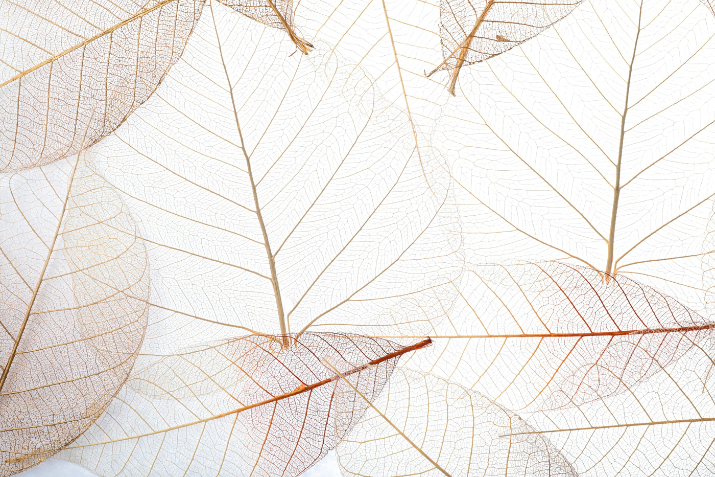 Group of brown leaves