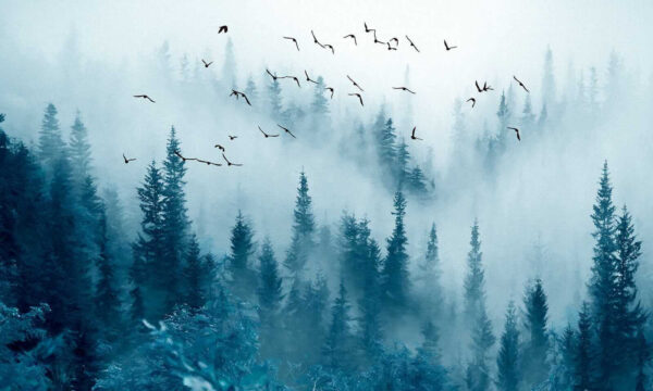 Birds flying over a forest