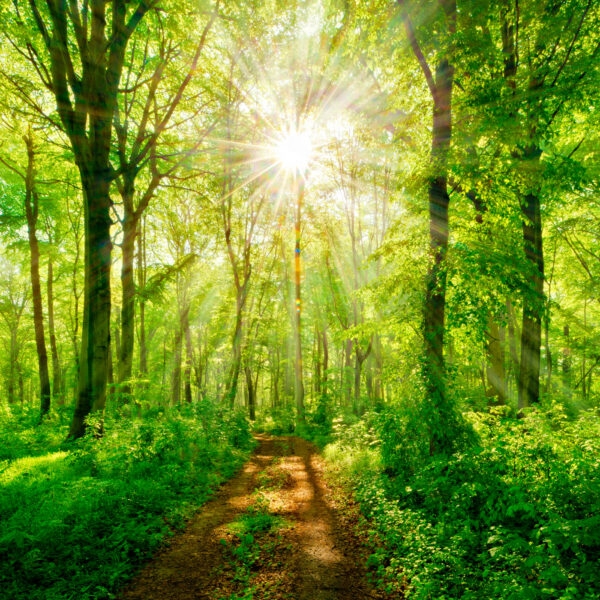 Pfad durch einen Wald mit Bäumen und Pflanzen Pfad durch einen Wald mit Bäumen und Pflanzen