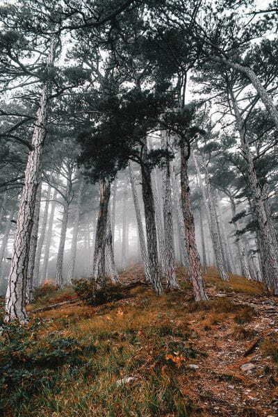 Wald mit Bäumen im Nebel