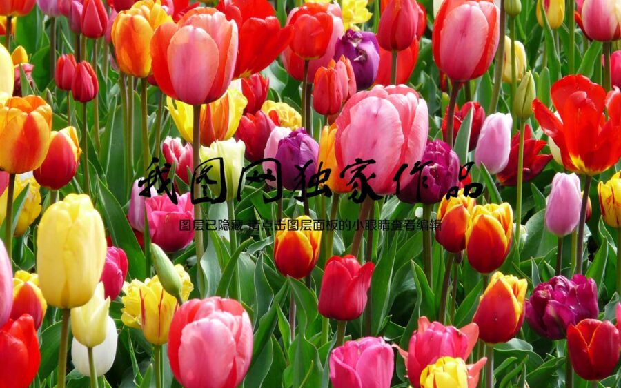 Gruppe von bunten Tulpen