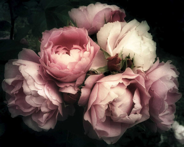 Gruppe von rosa und weißen Rosen Gruppe von rosa und weißen Rosen