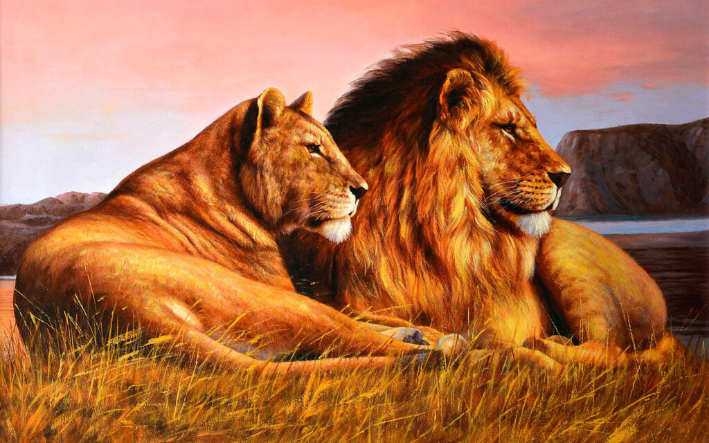 Couple of lions lying in grass