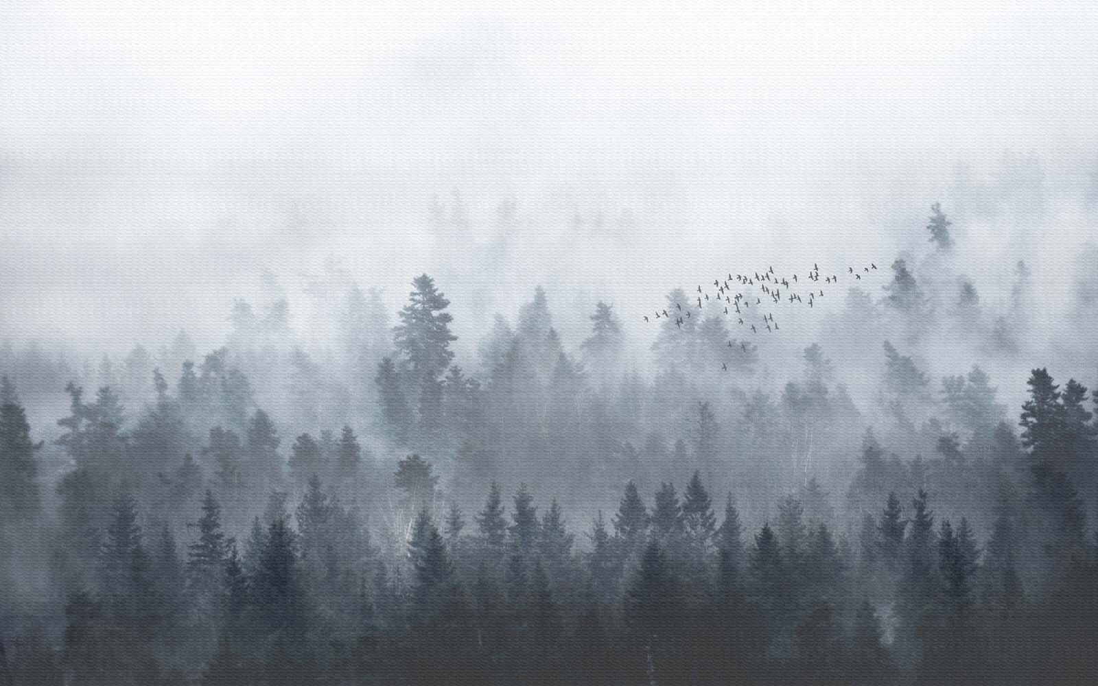u16629p - Eine Gruppe von Vögeln fliegt über einen Wald - tegory