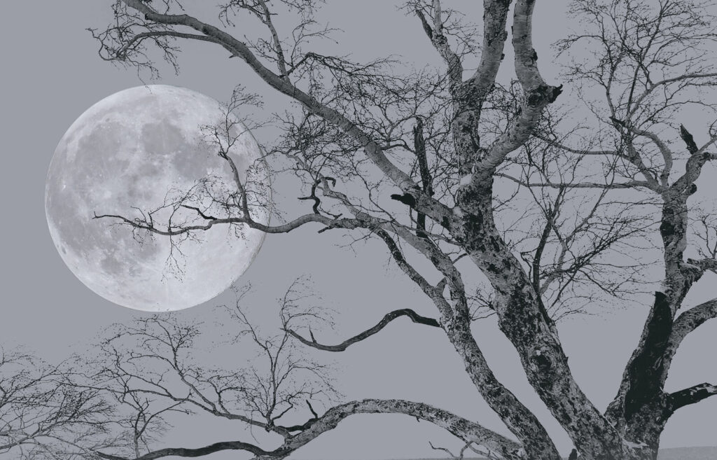 Baum mit Ästen und einem Mond im Hintergrund Baum mit Ästen und einem Mond im Hintergrund