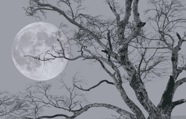 Baum mit Ästen und einem Mond im Hintergrund Baum mit Ästen und einem Mond im Hintergrund