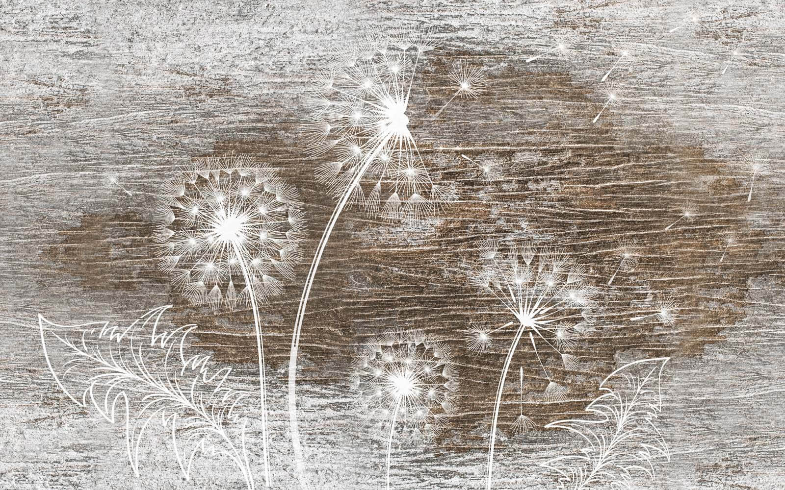 u31086p - Weißer Löwenzahn auf einer Holzoberfläche - tegory