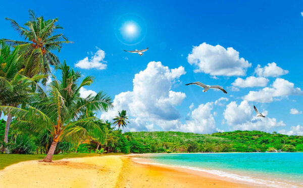 Strand mit Palmen und einem Gewässer Strand mit Palmen und einem Gewässer