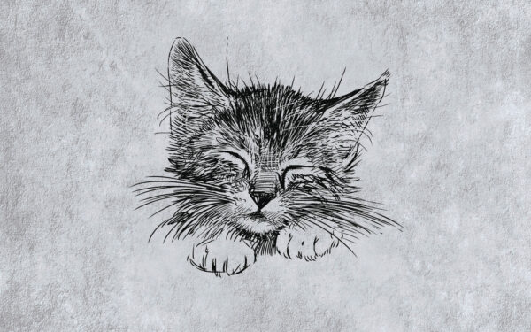 Zeichnung einer Katze Zeichnung einer Katze