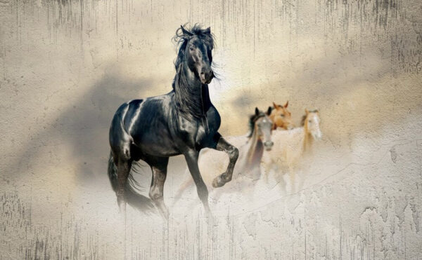 Ein schwarzes Pferd läuft im Wind Ein schwarzes Pferd läuft im Wind