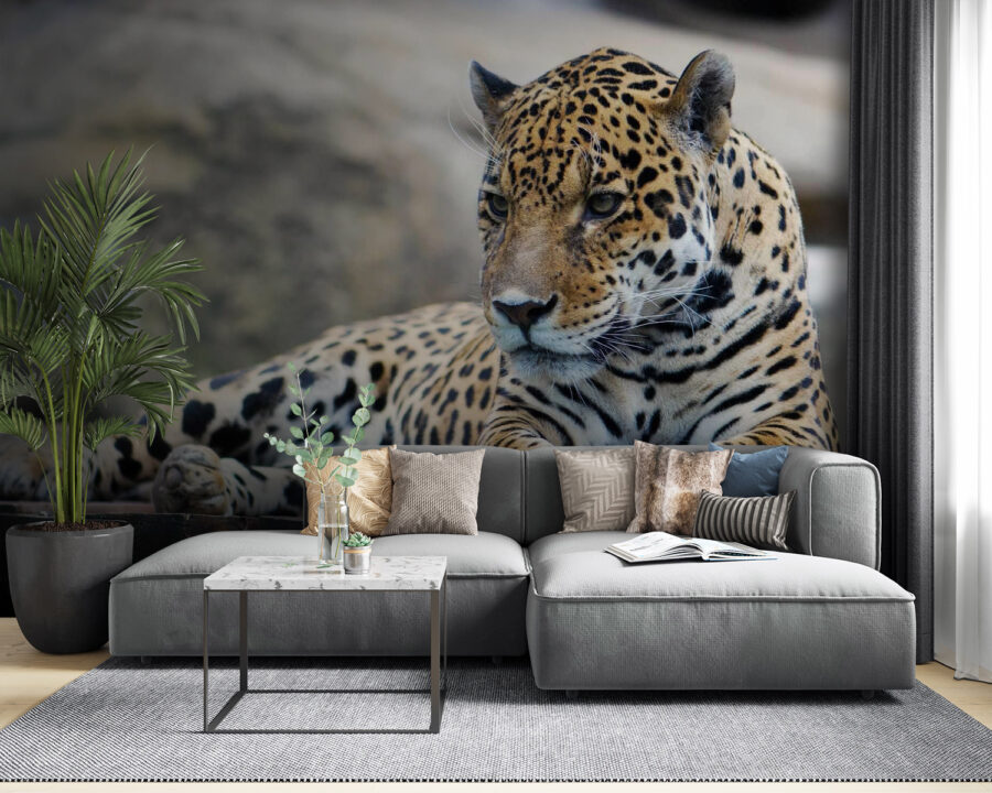 Leopard liegend auf einer Holzoberfläche Leopard liegend auf einer Holzoberfläche