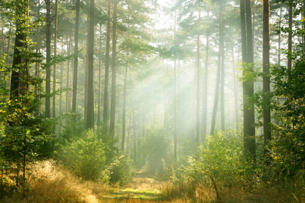 Weg durch einen Wald mit Bäumen und Sträuchern Weg durch einen Wald mit Bäumen und Sträuchern