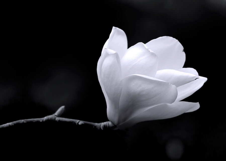 Weiße Blume auf einem Zweig