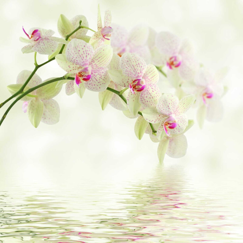 Zarte Orchideen über sanftem Wasser. Zarte Orchideen über sanftem Wasser.