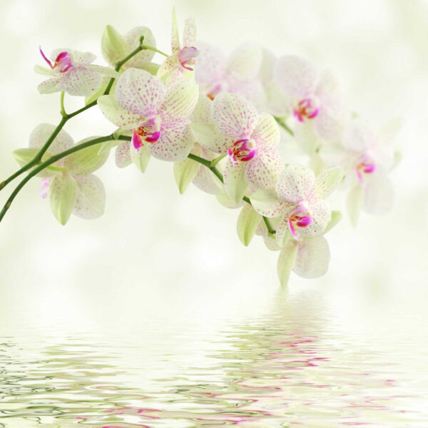 Zarte Orchideen über sanftem Wasser. Zarte Orchideen über sanftem Wasser.