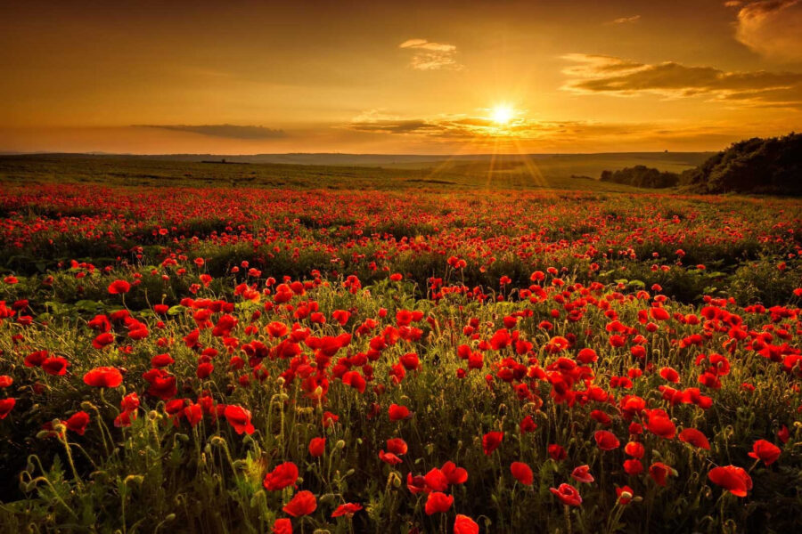 Feld mit roten Blumen Feld mit roten Blumen