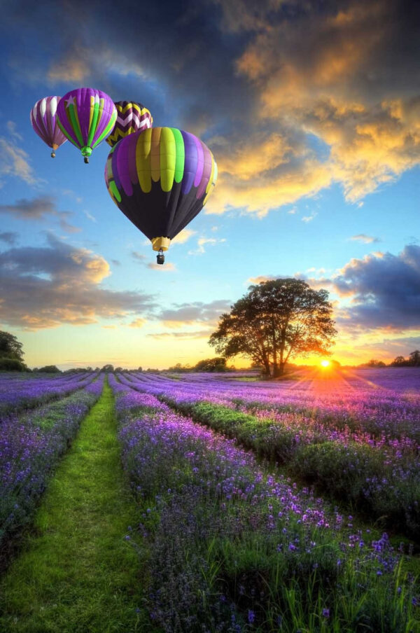 Gruppe von Heißluftballons fliegen über ein Blumenfeld Gruppe von Heißluftballons fliegen über ein Blumenfeld