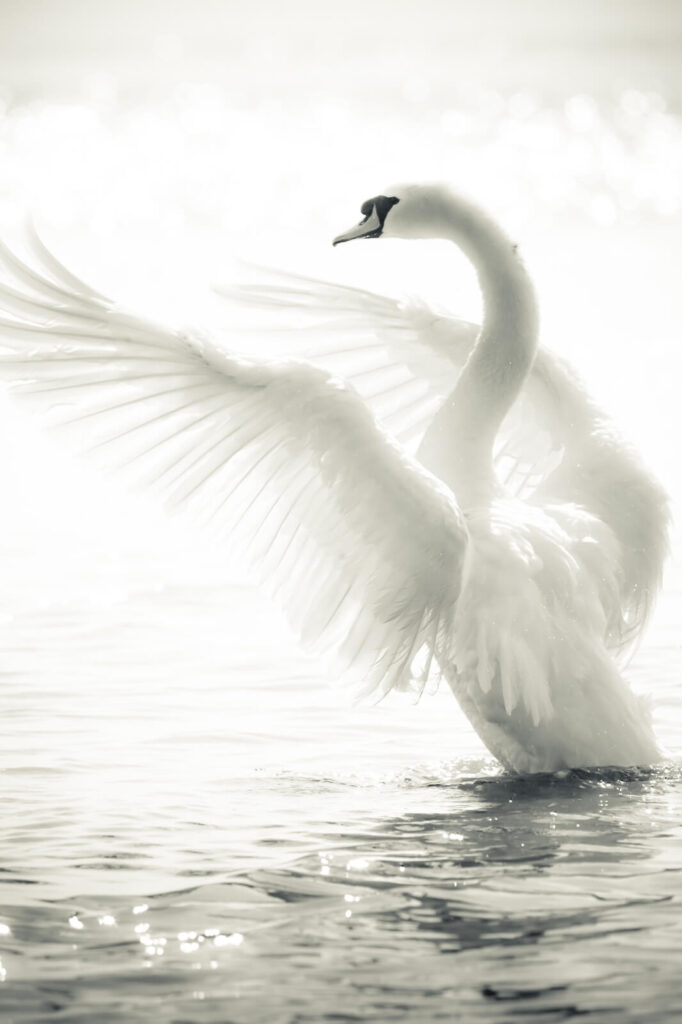 Weißer Schwan mit ausgebreiteten Flügeln im Wasser Weißer Schwan mit ausgebreiteten Flügeln im Wasser
