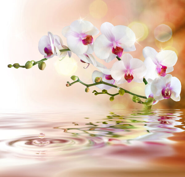 Weiße Orchideen auf einem Zweig mit Wasserplätschern Weiße Orchideen auf einem Zweig mit Wasserplätschern