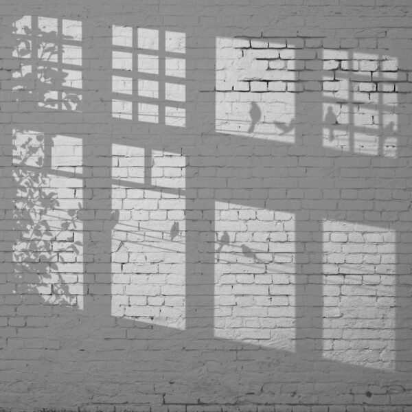 Wand mit Fenstern und Vogelschatten Wand mit Fenstern und Vogelschatten