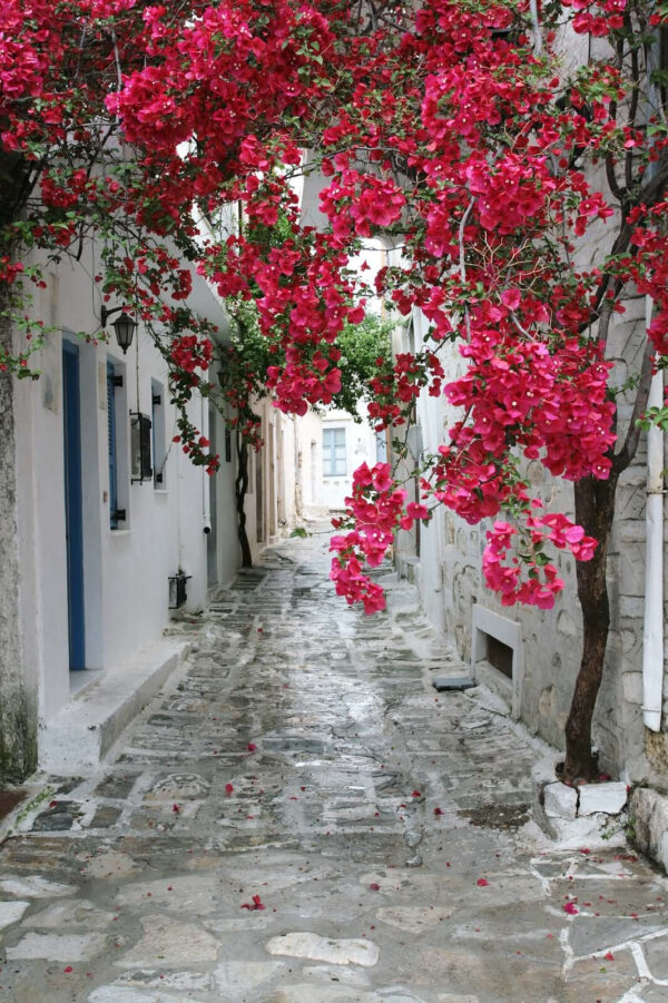 Steingasse mit rosa Blumen Steingasse mit rosa Blumen