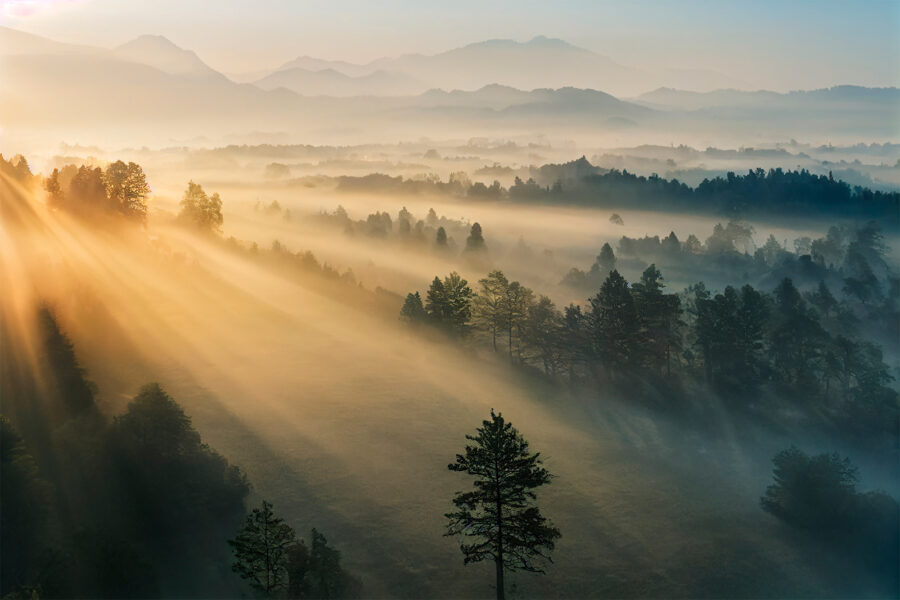 Die Sonne scheint durch die Bäume