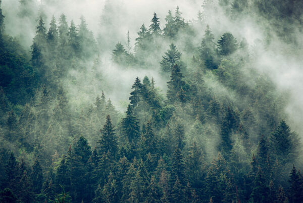 Wald von Bäumen mit Nebel Wald von Bäumen mit Nebel