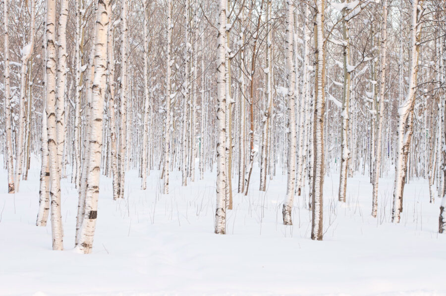 Gruppe von Bäumen in einem verschneiten Wald