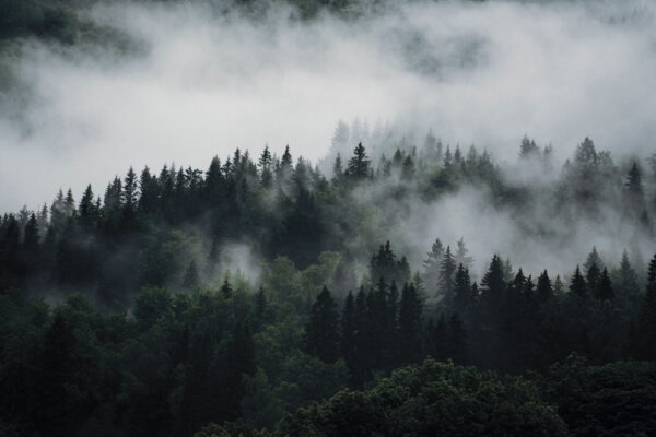 Nebliger Wald mit Bäumen Nebliger Wald mit Bäumen