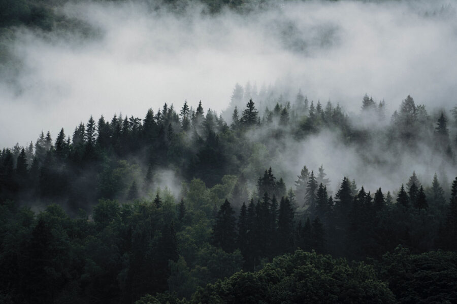 Nebliger Wald mit Bäumen