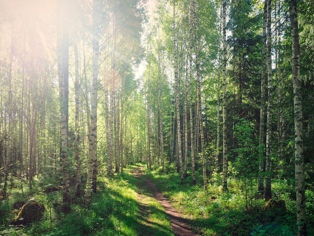 Pfad durch einen Wald von Bäumen Pfad durch einen Wald von Bäumen