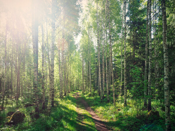 Pfad durch einen Wald von Bäumen Pfad durch einen Wald von Bäumen
