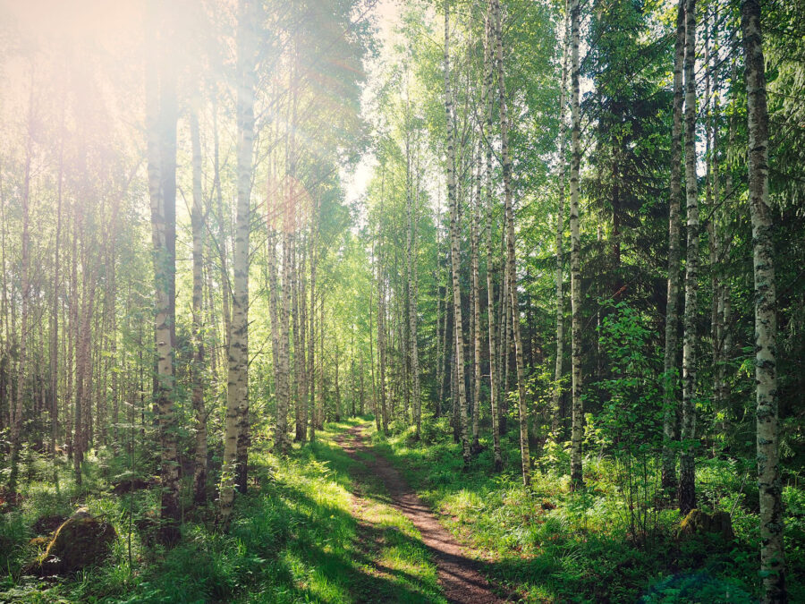 Pfad durch einen Wald von Bäumen